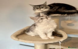 Maine Coon cats for sale: TICA Stunning Maine Coon Kittens - ACTIVE 🩷 - Image 6