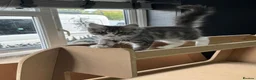 Maine Coon cats for sale: 3 beautiful boy Maine coon kittens  - Advert 10