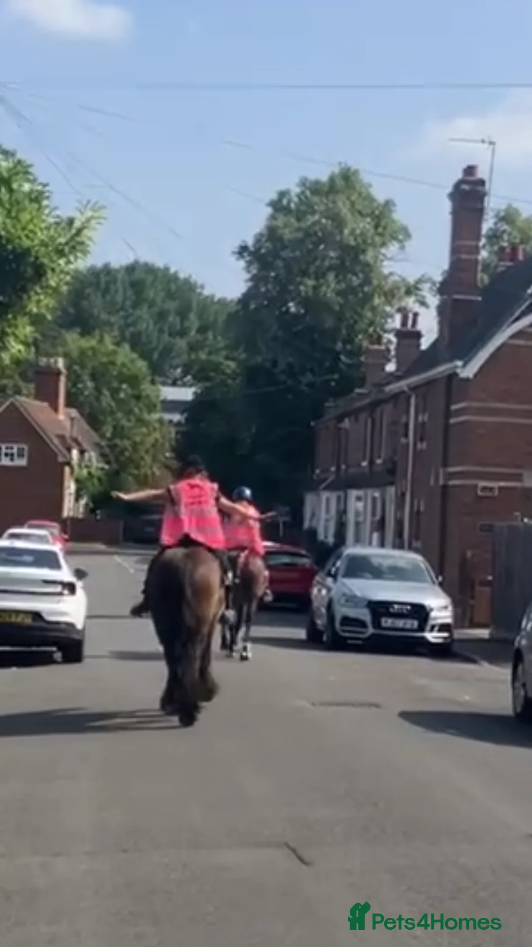 Irish Cob horses for sale: Traditional cob 15’2hh - Advert 6