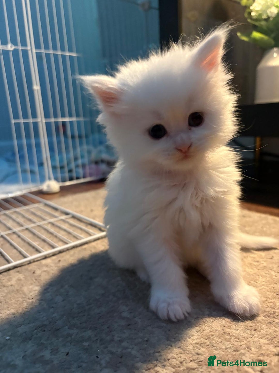 Maine Coon cats for sale: Stunning white and smoke Xl Maine coons (odd eyes) - Advert 26