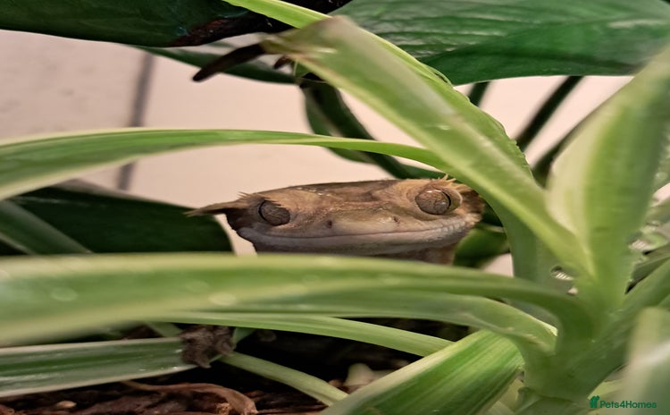 Gecko reptiles - Advert 2