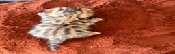Bengal cats for sale: Bengal Kittens - Advert 6