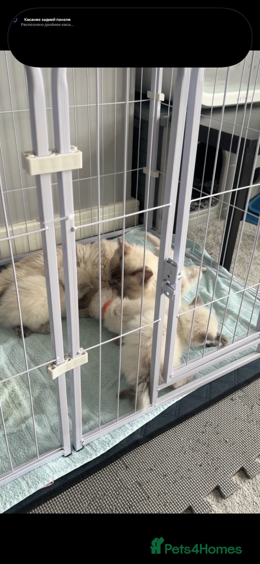 Ragdoll cats Ragdoll girls looking for forever home 🏡  - Advert 2