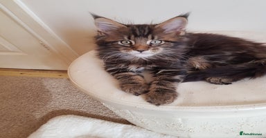 Maine Coon cats Maine coon kittens ready now  - Advert 1