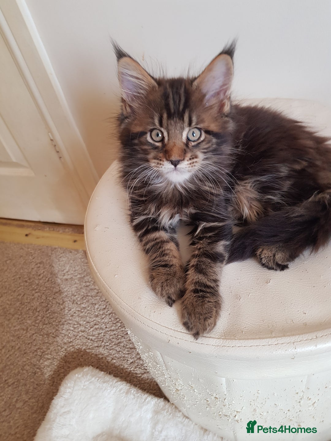 Maine Coon cats for sale: Maine coon kittens ready now  - Advert 3