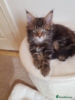 Maine Coon cats Maine coon kittens ready now - Advert 1