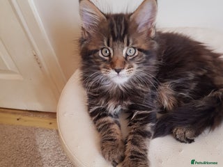 Maine Coon cats Maine coon kittens ready now - Advert 8
