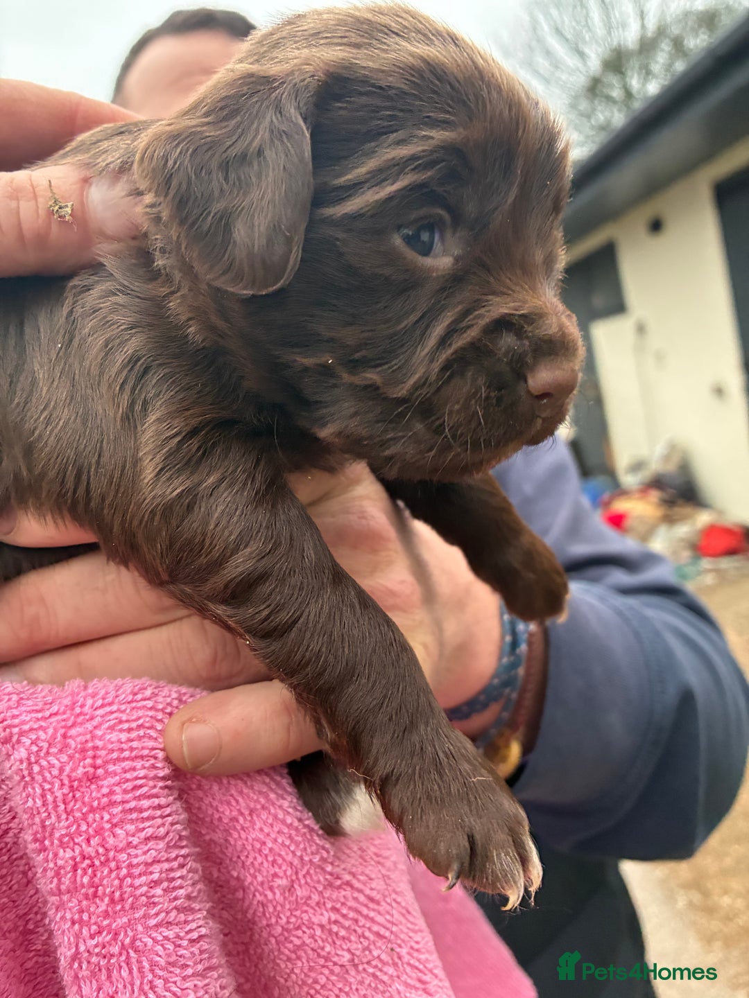 Cocker Spaniel dogs for sale: True working Cocker Spaniels docked  - Advert 6
