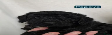 POPEYE 