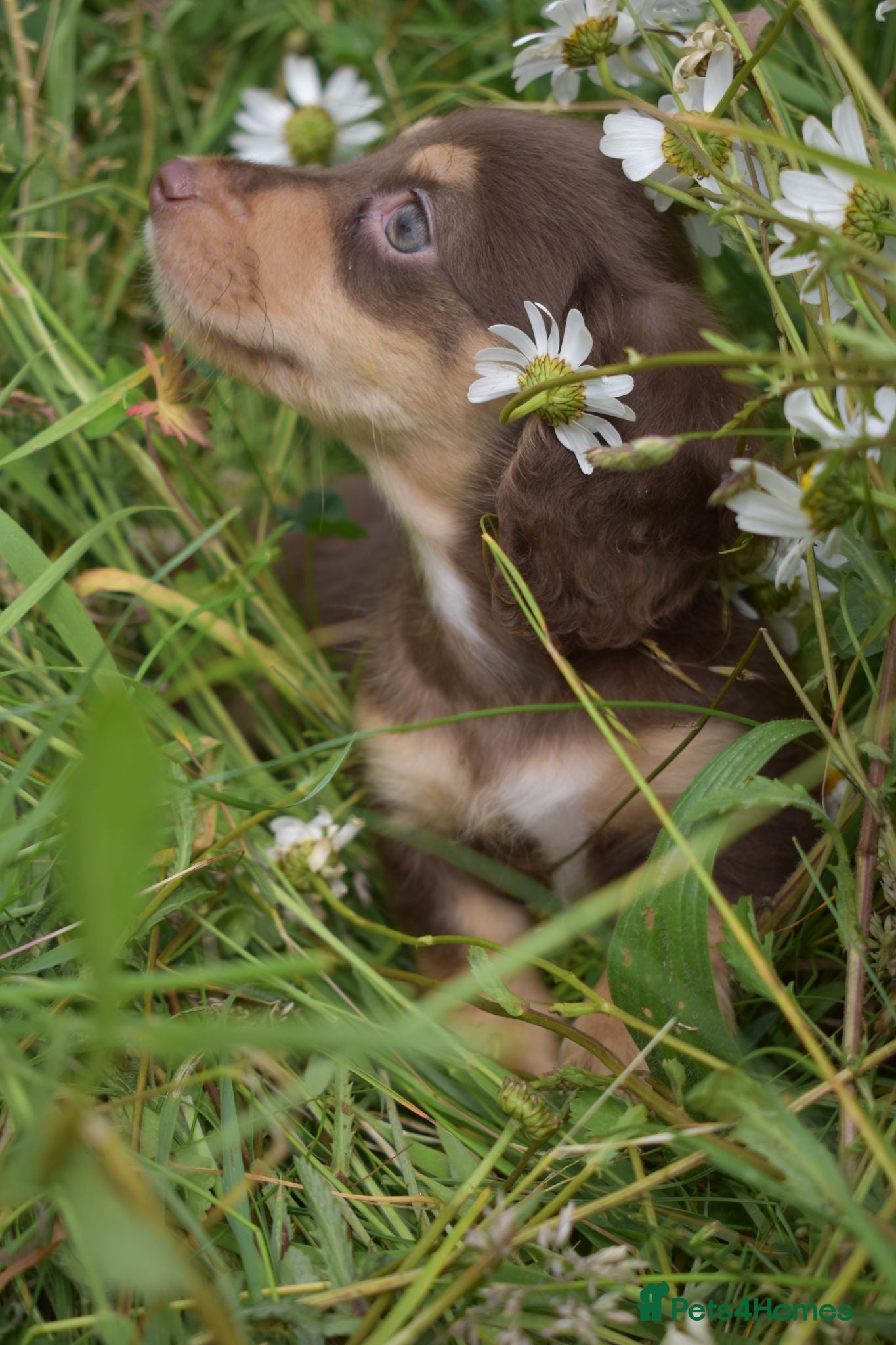 Miniature Dachshund dogs KC Long Coat Miniature Dachshund Puppies - Advert 1