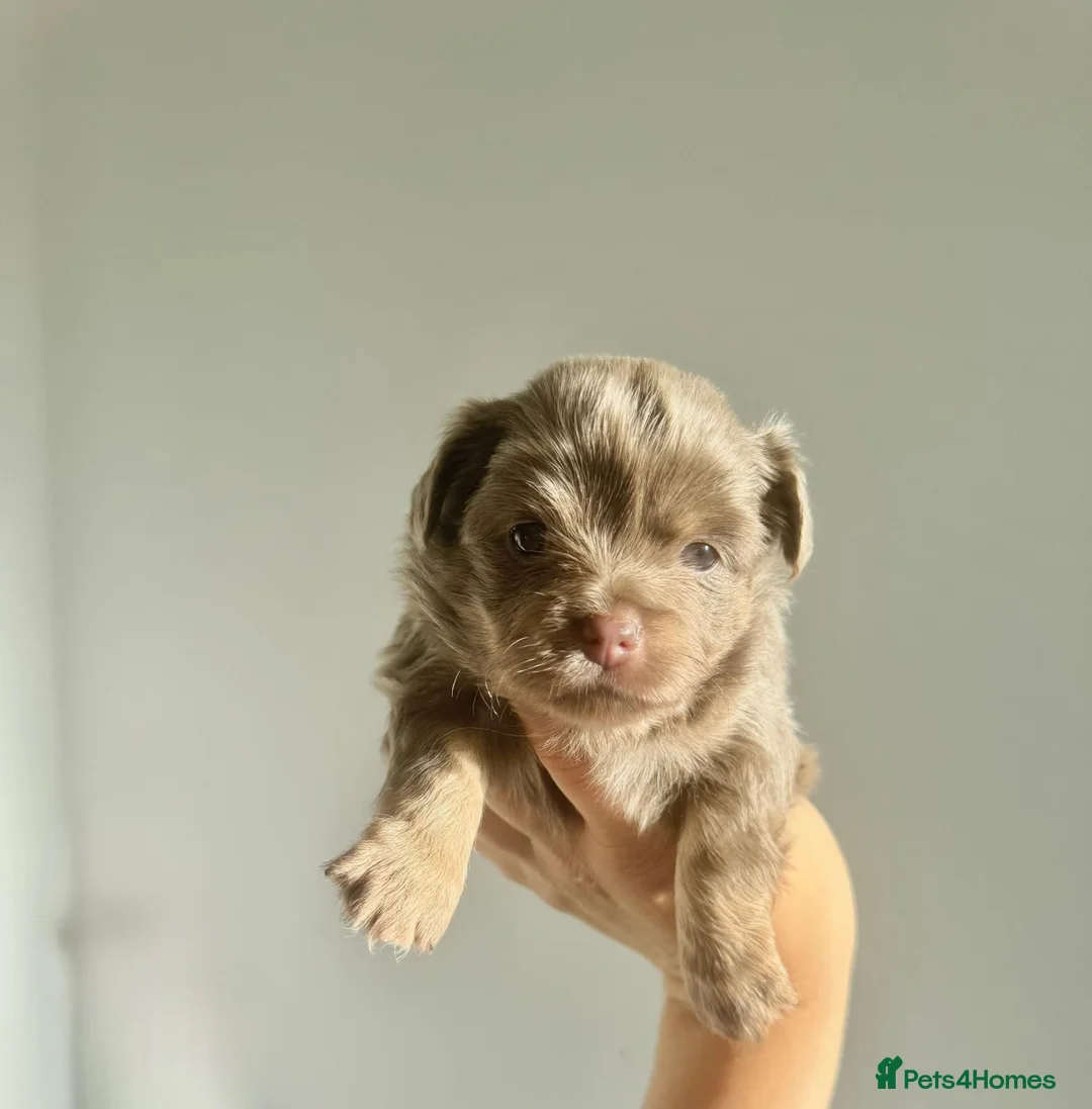 Chihuahua dogs for sale: Longhaired Chihuahua puppies seeking loving homes in Isleworth - Advert 4