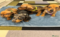 Dachshund dogs for sale: Dachshund female and male puppies  - Image 1