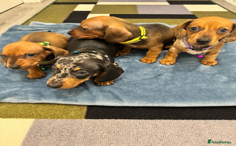 Dachshund dogs - Advert 1