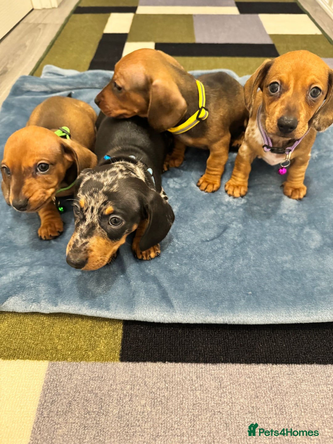 Dachshund dogs for sale: Dachshund female and male puppies  - Image 1