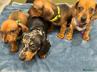 Dachshund dogs - Advert 1