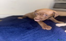 Mixed Breed dogs for sale: Staff puppies for sale!!!!! Weened and Ready now!! - Image 6