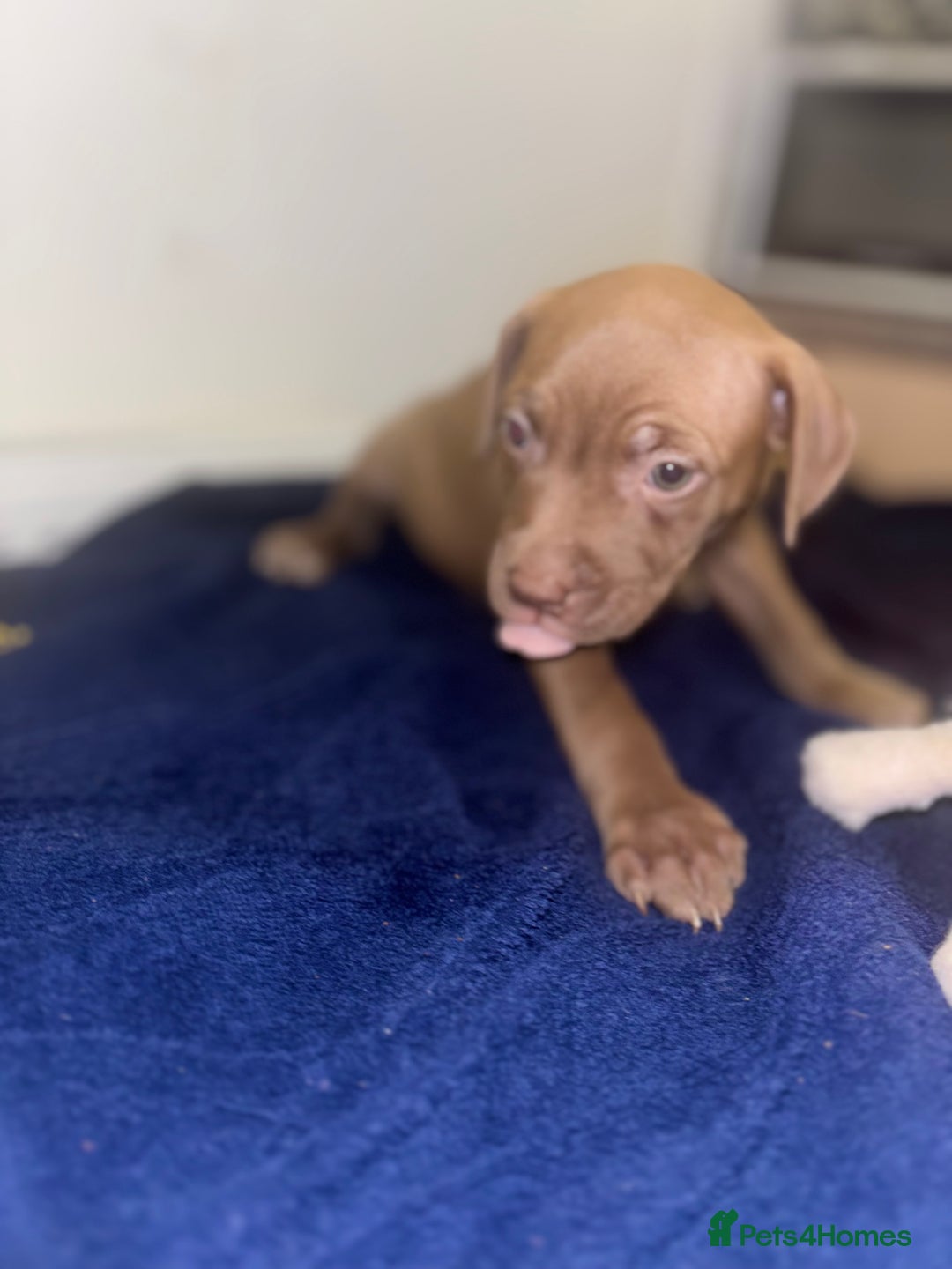 Mixed Breed dogs for sale: Staff puppies for sale!!!!! Weened and Ready now!! - Image 6