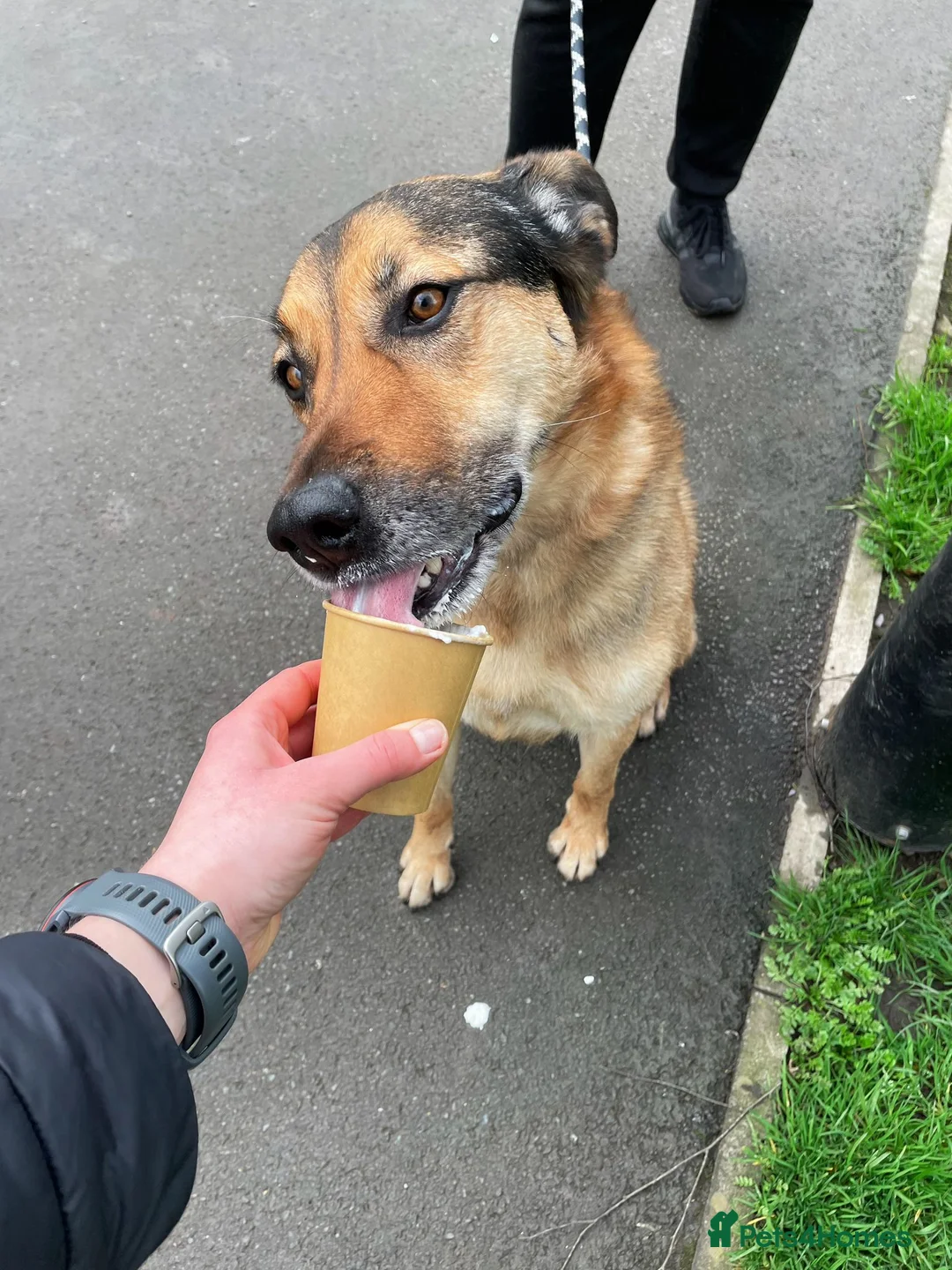 German Shepherd dogs for adoption: Bruno needs a foster or forever home in Spilsby - Advert 2