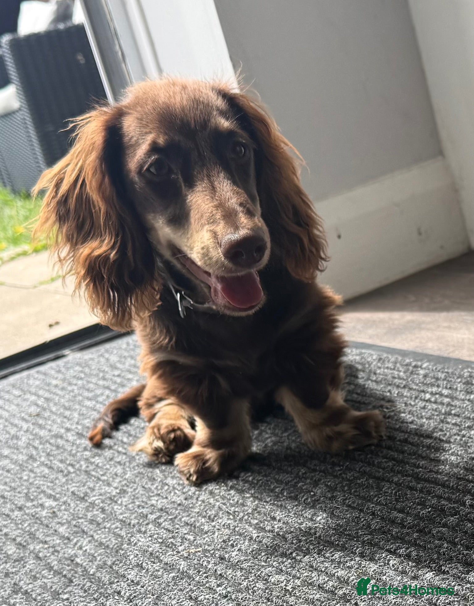 Miniature Dachshund dogs Miniature long haired chocolate n cream dachshund  - Advert 10