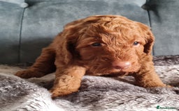 Cockapoo dogs for sale: F1b Cockapoo Puppy Male Red - Image 6