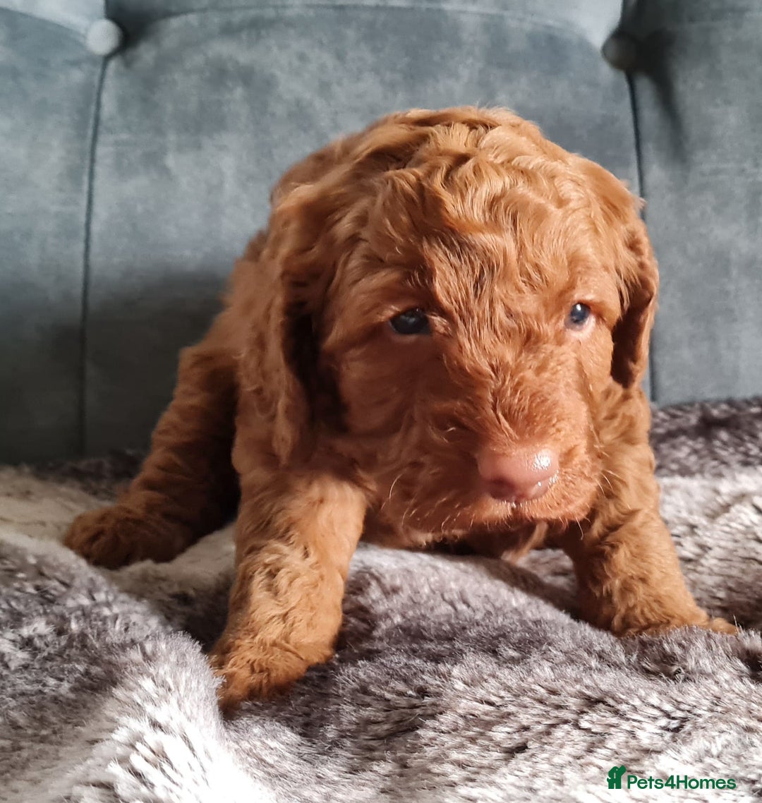 Cockapoo dogs for sale: F1b Cockapoo Puppy Male Red - Image 6