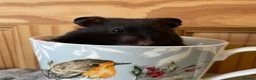 Hamster rodents for sale: Beautiful friendly baby Syrian hamsters  - Advert 20