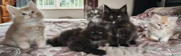 Maine Coon cats for sale: Registered GCCF cuddly Maine coon babies - Advert 1