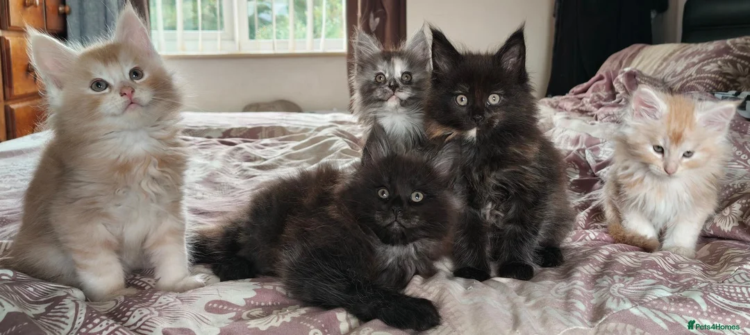 Maine Coon cats for sale: Registered GCCF cuddly Maine coon babies - Advert 1