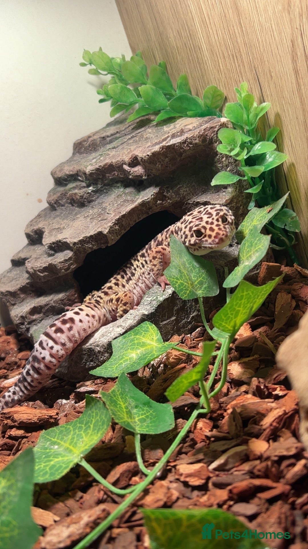 Leopard Gecko reptiles for sale: Leopard gecko and enclosure and spray bottle  - Advert 7