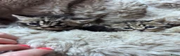 Scottish Fold cats for sale: Scottish striaght kittens registered  - Advert 17