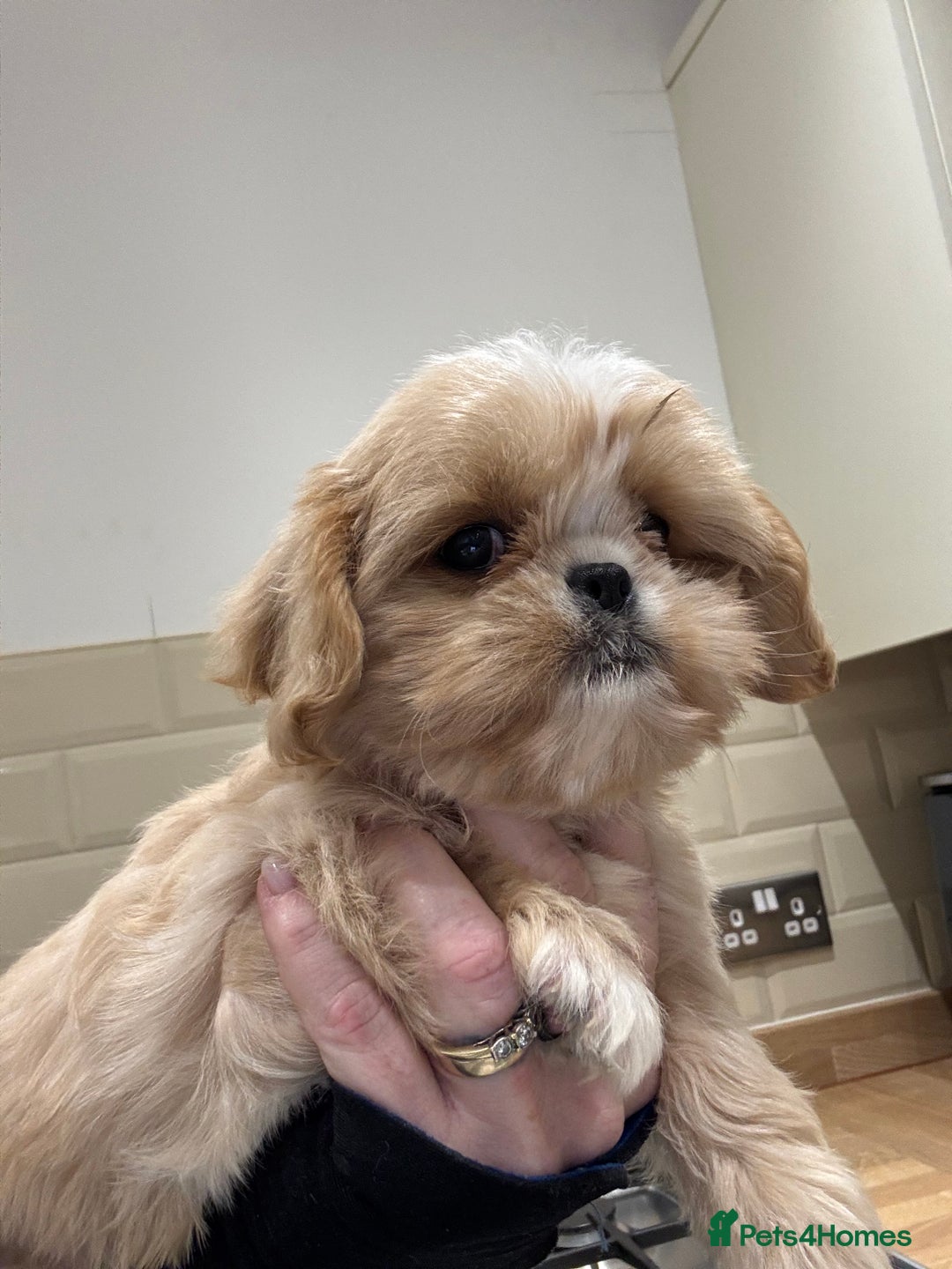 Shih Tzu dogs for sale: PLEASE READ THE DESCRIPTION  - Advert 3
