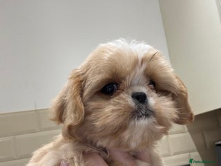 Shih Tzu dogs PLEASE READ THE DESCRIPTION - Advert 7