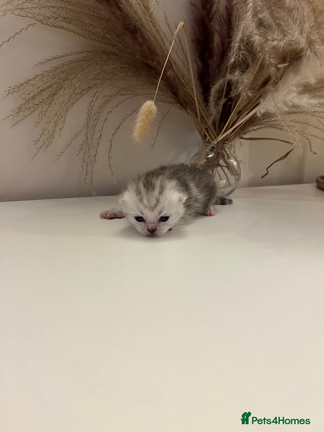 British Shorthair cats for sale:  Beautiful British Shorthair Kittens Available 🐾 - Advert 10