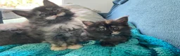 Maine Coon cats for sale: Exceptional Maine Coon Kittens in Melksham - Advert 1
