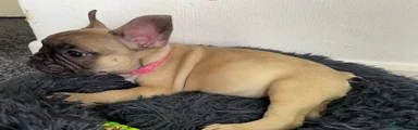 French Bulldog 3
