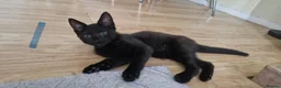 Mixed Breed cats for sale: Cats and kittens - Advert 4