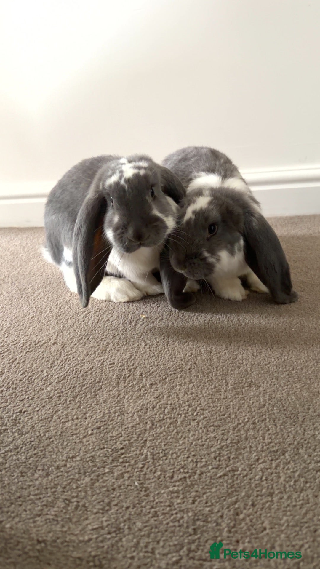 French Lop rabbits 2 French Lop Female Bunnies (sisters) - Advert 1