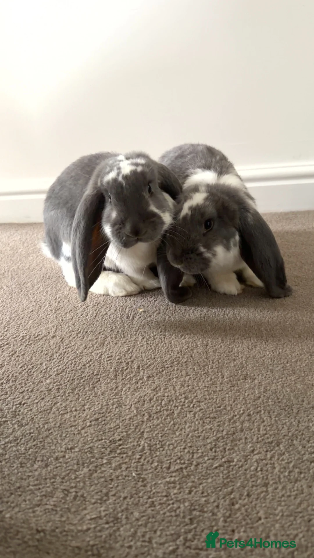 French Lop rabbits for sale: 2 French Lop Female Bunnies (sisters) in Guisborough - Advert 1