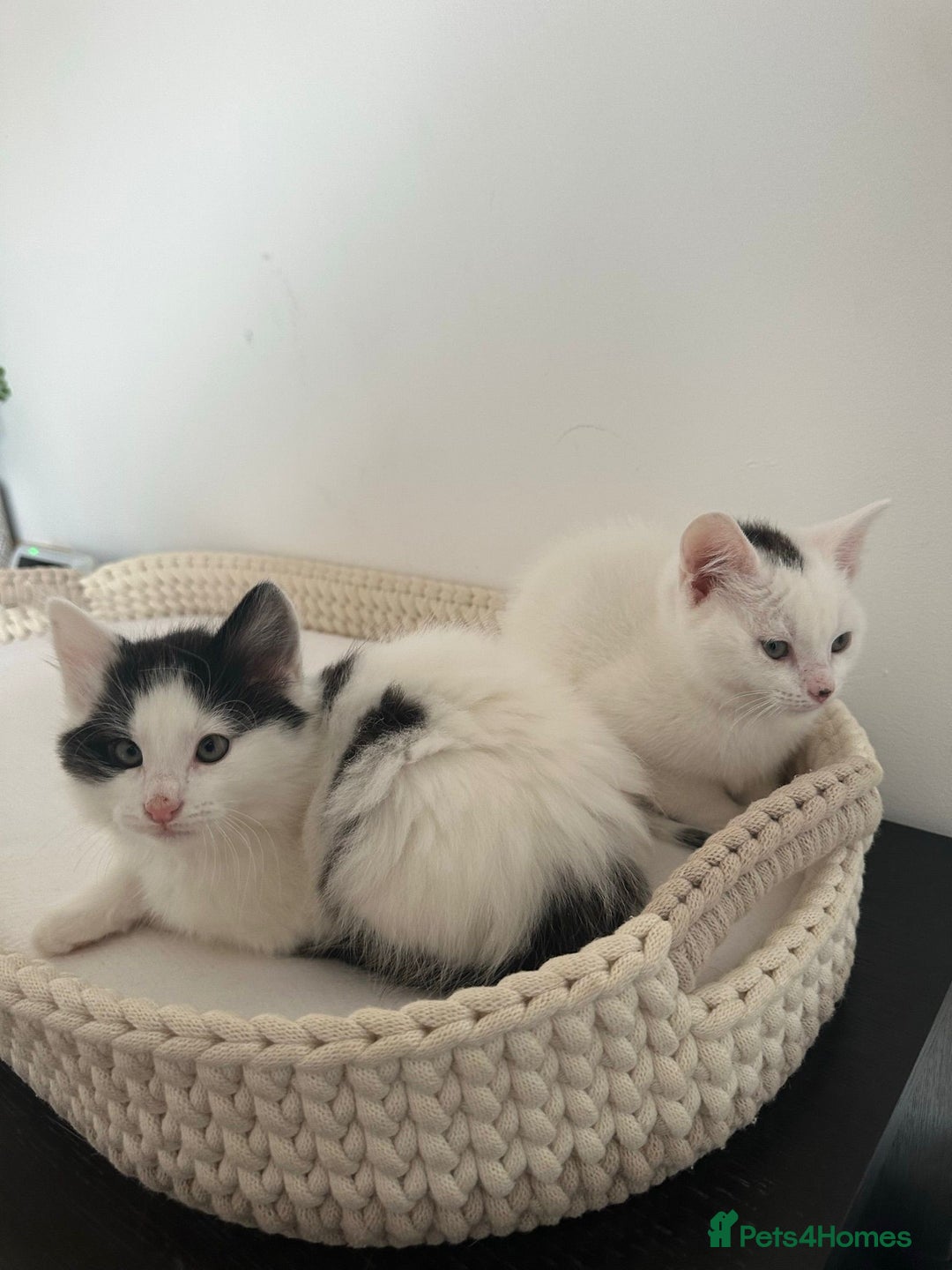 Mixed Breed cats for sale: Part Maine Coon black and white fluffy male cat - Advert 7