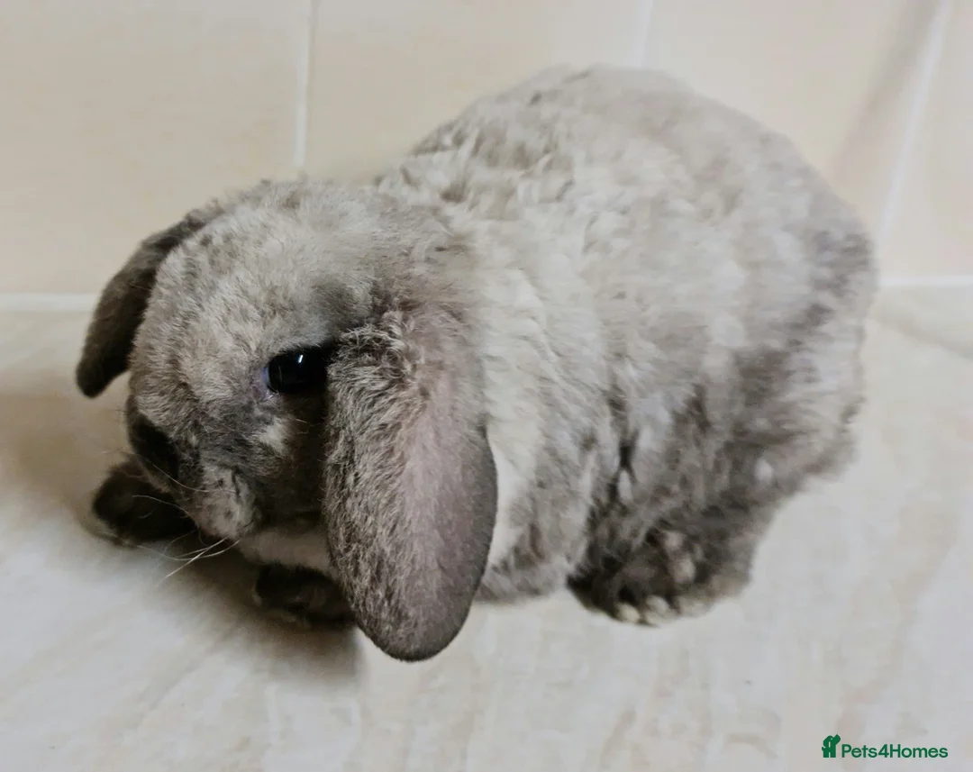 Mini Lop rabbits for sale: 3 mIni PLUSH lops ready 7/03. 2 BLUE EYED! - Advert 2