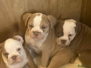 Mixed Breed dogs - Advert 4