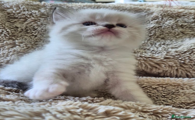 Ragdoll cats - Advert 3