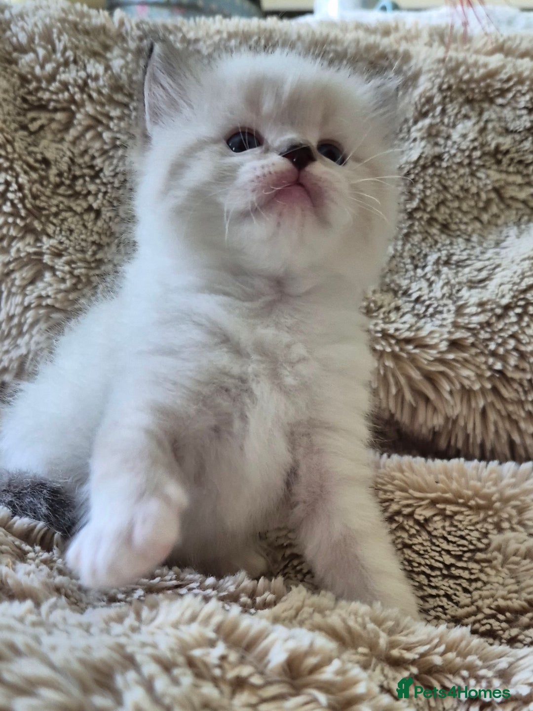 Ragdoll cats for sale: 4 Precious tica Ragdoll girls - Image 3