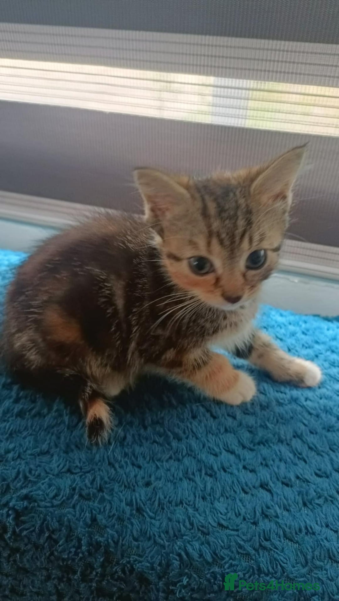 Mixed Breed cats for sale: 4 kittens - Image 7