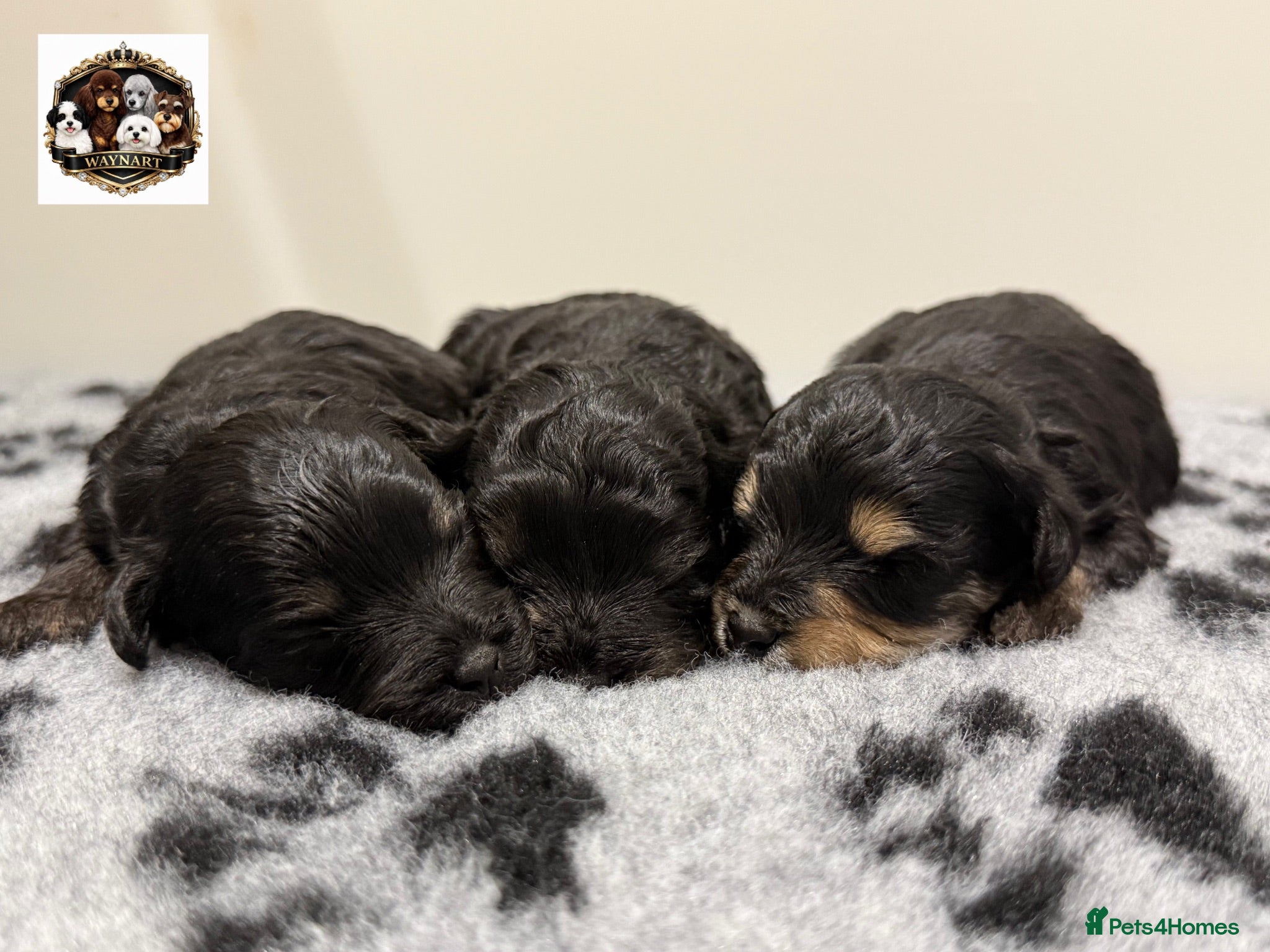 Schnoodle dogs 💫 OUTSTANDING DNA CLEAR FLUFFY SCHNOODLES 💫 - Advert 2