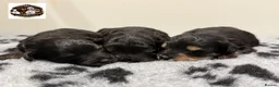 Schnoodle dogs for sale: 💫 LAST TWO GIRL DNA CLEAR FLUFFY SCHNOODLES 💫 - Advert 6