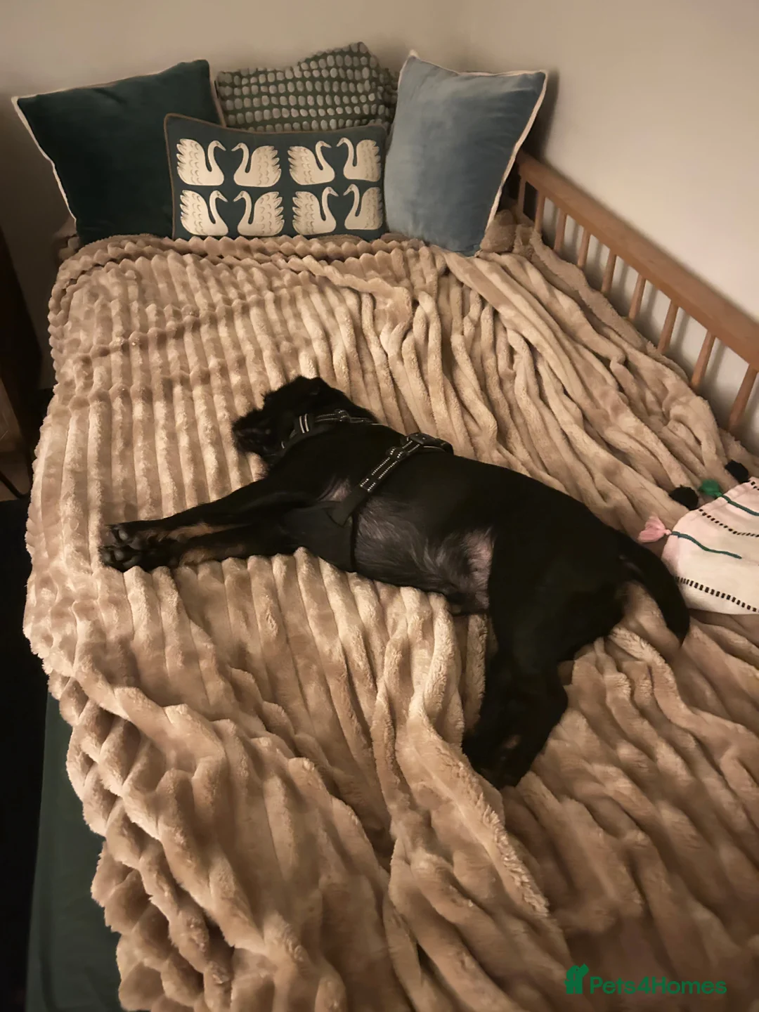 Jug dogs for sale: 11Mth old male JUG For rehoming - Advert 2