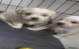 Zuchon dogs for sale: Zuchons pups ( Teddy bear pups) - Image 14