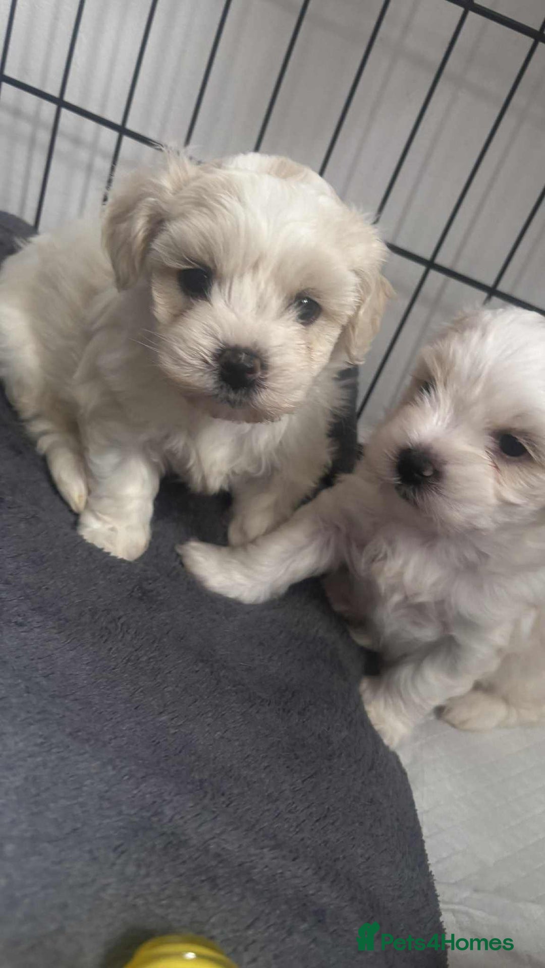 Zuchon dogs for sale: Zuchons pups ( Teddy bear pups) - Image 14