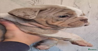 English Bulldog dogs - Advert 4